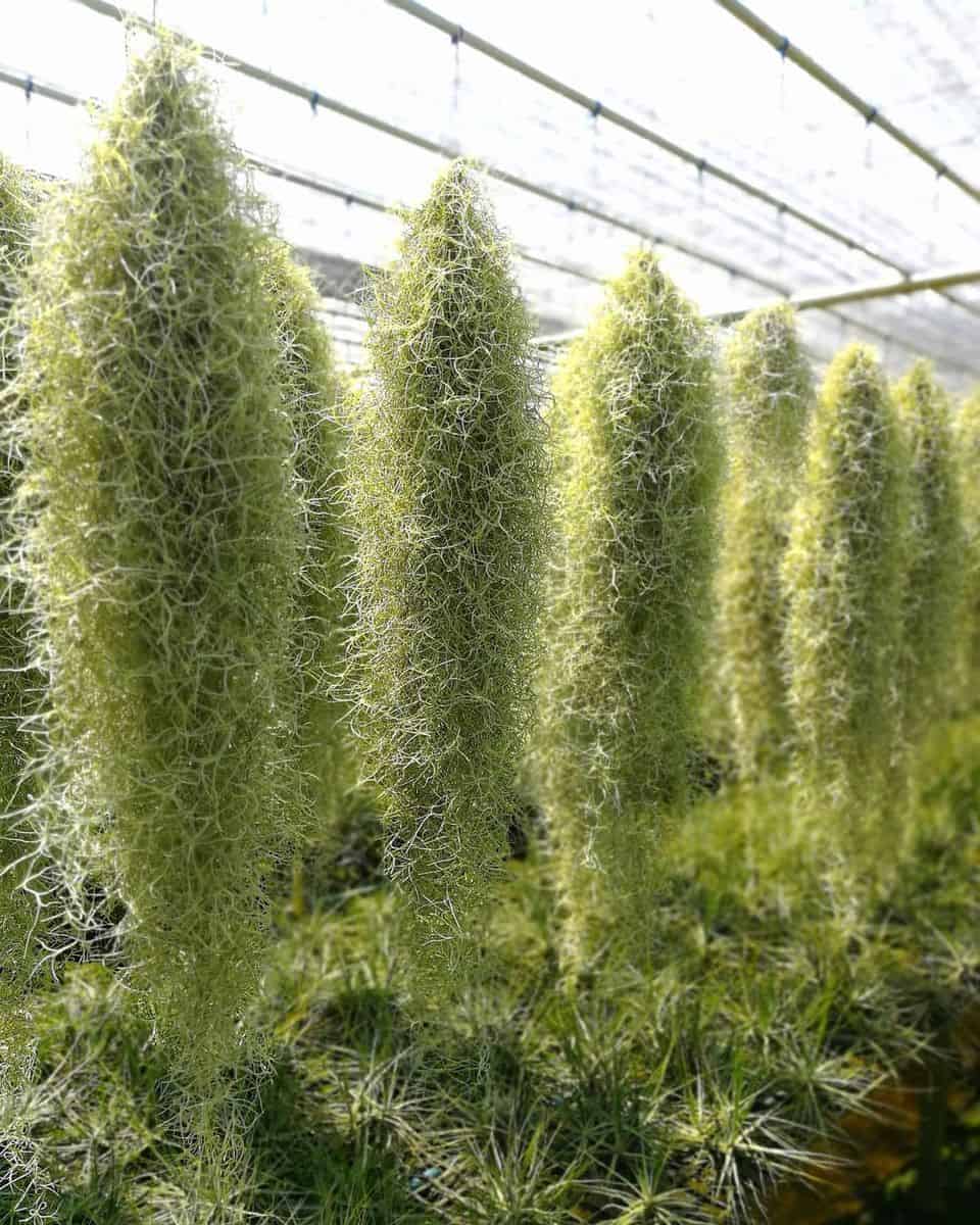 Can You Use Spanish Moss for Kokedama?